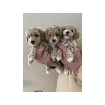 Mini maltipoo 