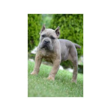 Cane Corso, štenci vrhunskog kvaliteta