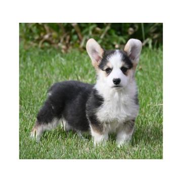 Velski korgi/Welsh Corgi Pembroke