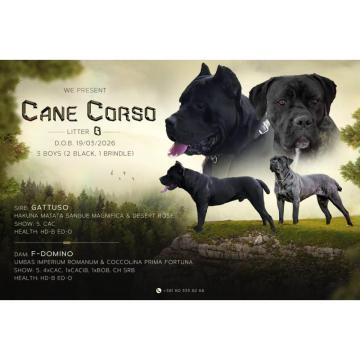 Cane Corso VRHUNSKI Štenci