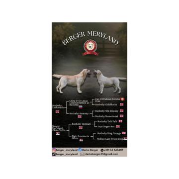 Stenci LABRADOR retrivera 