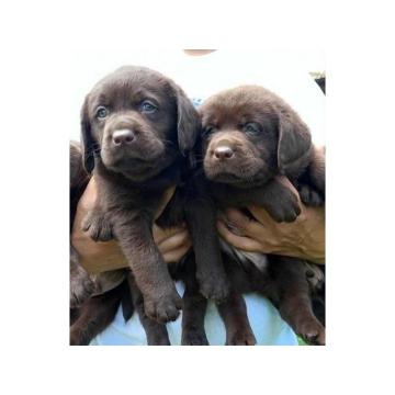 Labrador Retriver štenci, čokoladni 