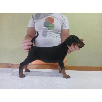 Vrhunski Doberman štenci 6 nedelja stari  