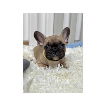 Francuski Buldog PRELEPI štenci