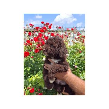 Lagoto Romanjolo (Lagotto Romagnolo) 