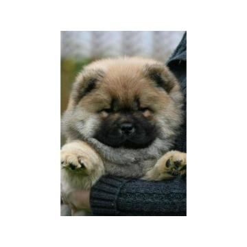 Chow Chow Cau Cau Čau Čau