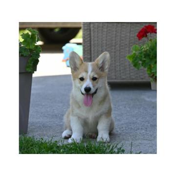 Velski korgi/Welsh Corgi Pembroke