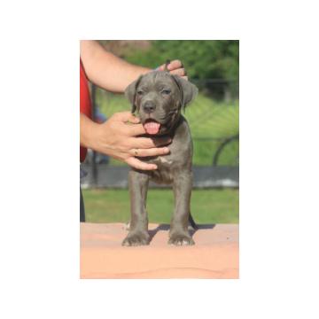 Cane Corso štenci  