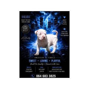 American bully štenci – vrhunski kvalitet  