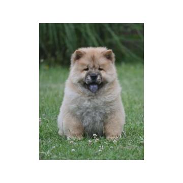 Chow Chow Cau Cau Čau Čau