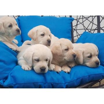 Labrador štenci