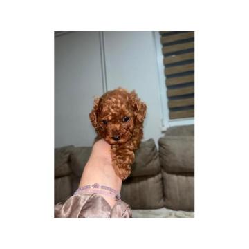 Toy pudlica  