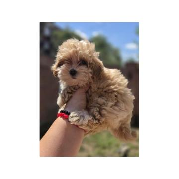 Maltipoo bebe 