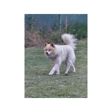 Poklon - Mešanac akita inu i samojeda, star 2 godine 