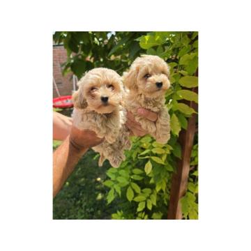 Maltipoo stenci spremni su za preuzimanje 