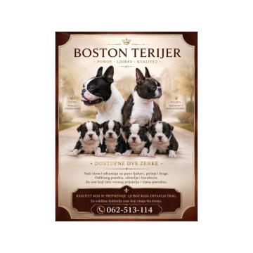 Boston terijer prelepi štenci