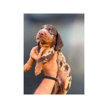 Patuljasti kratkodlaki jazavičari ekstra mini 