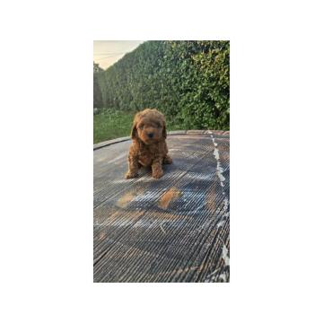 Aprikot mini i Crvena toy pudla štenci