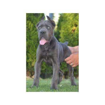 Cane Corso, vrhunski štenci