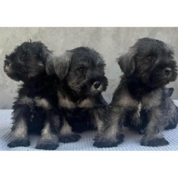 Patuljasti Šnaucer Miniature Schnauzer  