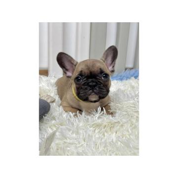 Francuski Buldog PRELEPI štenci