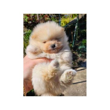 Najlepsi Pomeranci Boo samo u Pom_Hash_Starsu, 