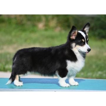 Velski korgi/Welsh Corgi Pembroke