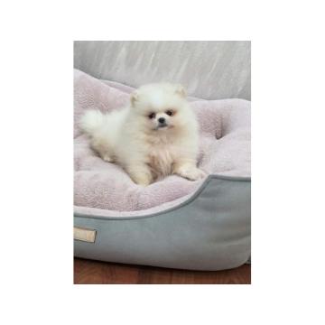 Teddy bear pomeranci, dve sestre