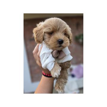 Maltipoo bebe 