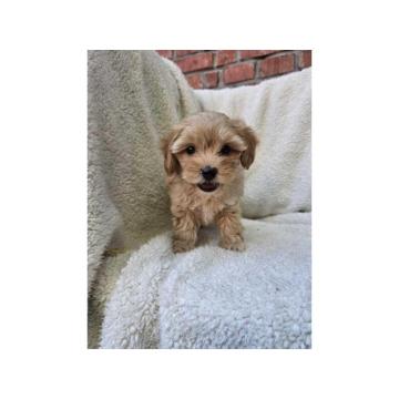 Maltipoo stenci spremni su za preuzimanje 