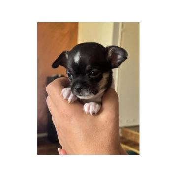Čivava štene prelepa Civava Chihuahua apple head  