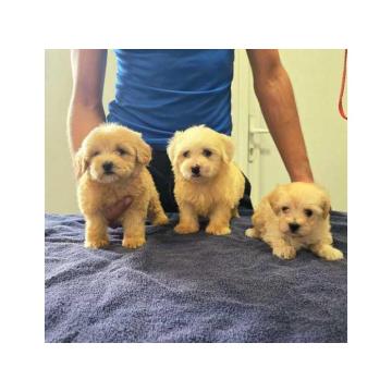 Prelepi Maltipoo štenci 
