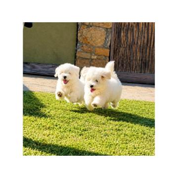 Coton de Tulear (Tulearski pas) stenci