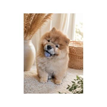 Predivan Chow Chow mužjak, star 3 meseca 