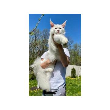 Maine Coon mačići 
