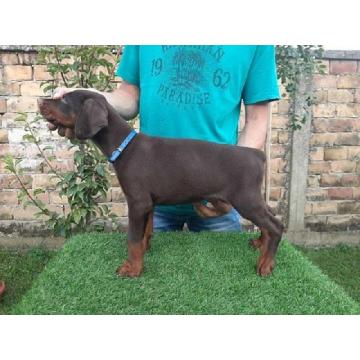 Doberman 