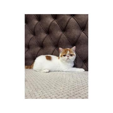 Egzotični kratkodlaki mačići (Exotic Shorthair)