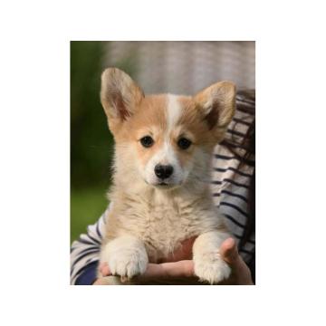 Velski korgi/Welsh Corgi Pembroke