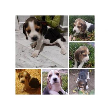 Trobojni bigl, štenci 