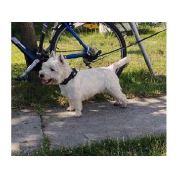 Westi terijer - odrasli mužijak 