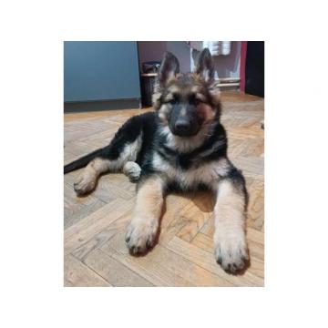 Nemački i švajcarski ovčar 