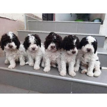 Lagotto Romagnolo, muški štenci