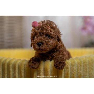 Crvene patuljaste i toy pudle