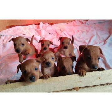 Patuljasti pinc kucici  