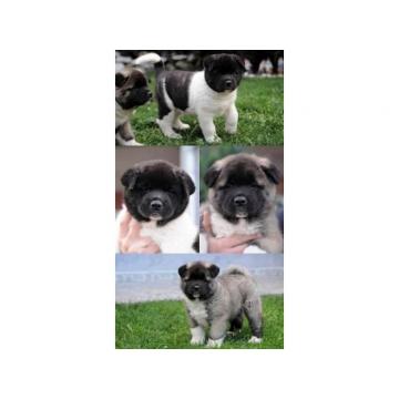 Američka Akita štenci