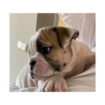 Engleski buldog  