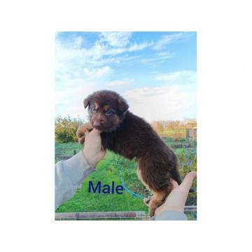 Liver nemački ovčar 