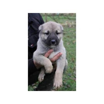Turski Kangal štenci