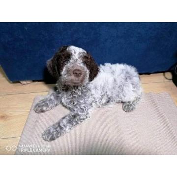 Lagotto Romagnolo stenci