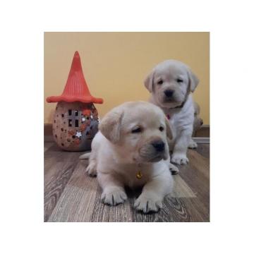 Prelepi, čistokrvni štenci labradora  